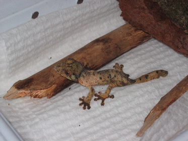 My hatchling Uroplatus henkeli
