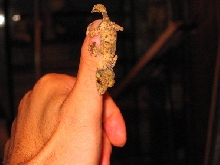 Thumbs Up for Baby Uroplatus henkeli