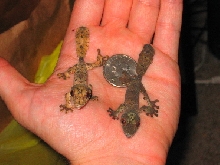Uroplatus henkeli hatchlings