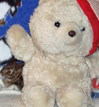 bun with teddy