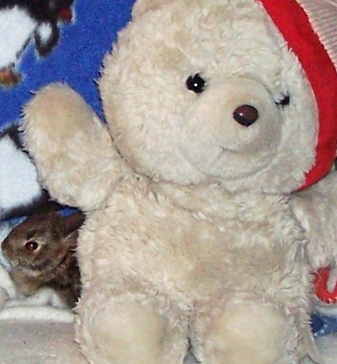 bun with teddy