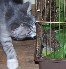 cobweb's new pet