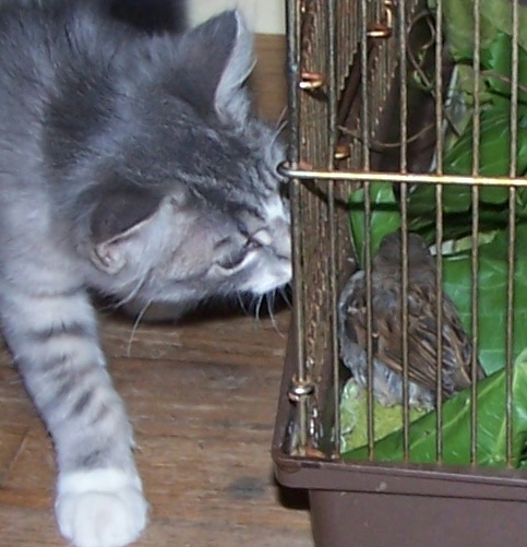 cobweb's new pet