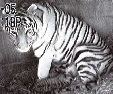 tiger mama and cubs