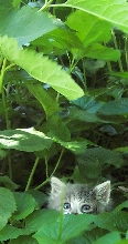 cobweb and the tall plants