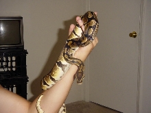 Drago