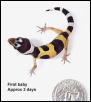 First baby gecko