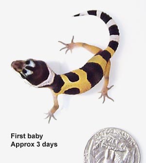 First baby gecko