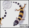 Baby gecko 2