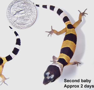 Baby gecko 2