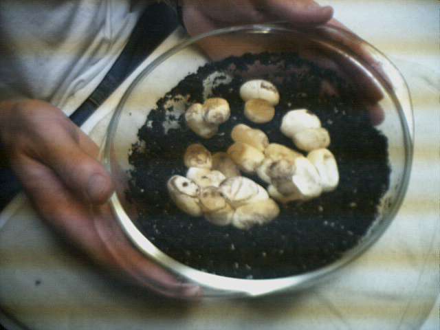 snake eggs