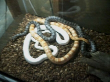 3 corns