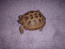 Pookie