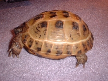 Pookie's Shell