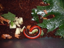 Madagascan Fire Millipede