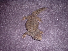 Draco out for a run