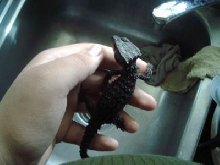 Crockette