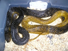 Yellow Tail Cribo - Fresh WC 11/7/05