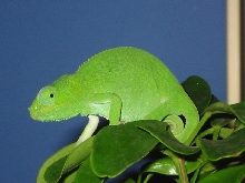cormero island dwarf panther