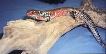 Fire Skink