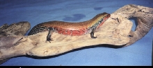 Fire Skink2