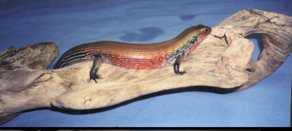 Fire Skink2