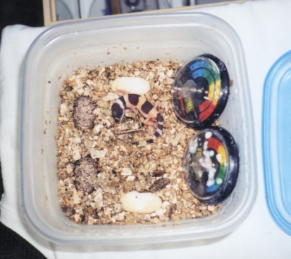 Hatched