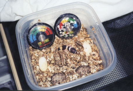 Hatchling