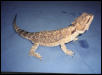 Beardie