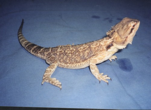 Beardie