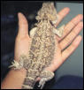 My Beardie
