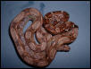 Babyboa2