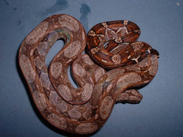 Babyboa2