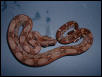 Baby boa