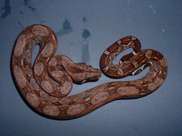 Baby boa