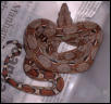 Baby boa