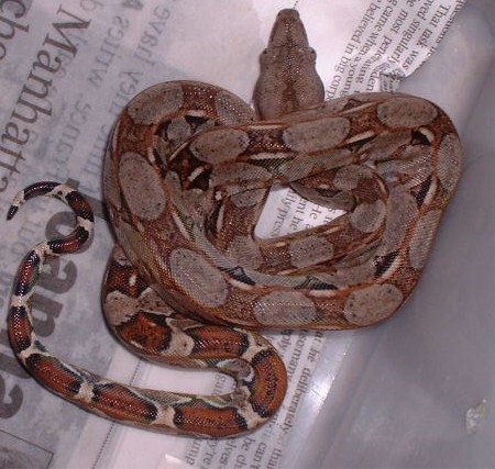 Baby boa