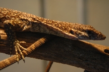 Timor Monitor