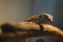 Timor Monitor