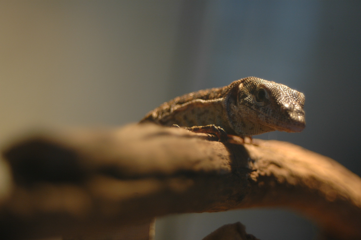 Timor Monitor