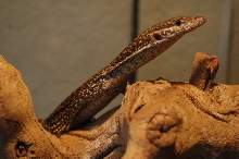 Timor Monitor