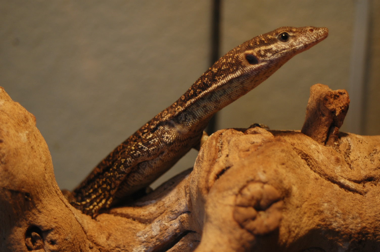 Timor Monitor