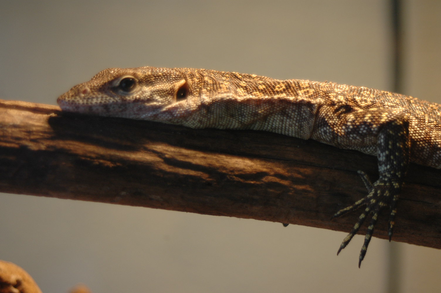 Timor Monitor