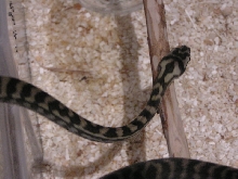my baby coatal
