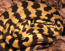 one of my 50/50 females