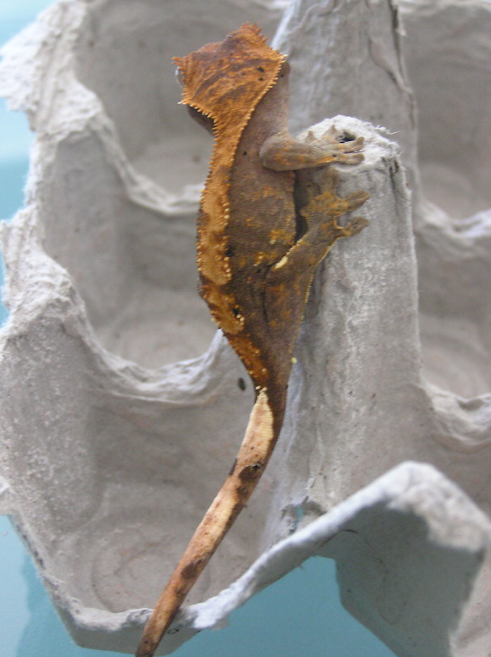 my baby crested