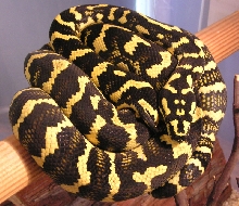 my naomi 03