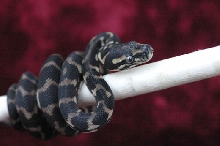 my will leary hatchling jcp