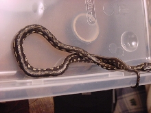 Baby striped jungle carpet
