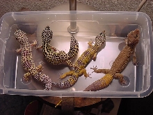 My leopards